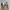 Dickies Vintage Skater Formal pants Pria tan photo 5