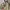 Dickies Vintage Skater Formal pants Pria tan photo 3