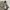 Wrangler Y2K Casual Casual pants Pria tan cream photo 5