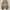 Japanese brand Streetwear Y2K Casual pants Pria tan khaki photo 4