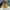 Furla Casual Hobo bag Wanita green yellow photo 4