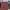 Lee Vintage Casual Pants Pria Burgundy