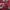 Abercrombie & Fitch Casual Hoody Pria red photo 4