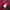 Dickies Casual Sweatshirt Pria red photo 6
