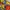 Ellesse Vintage Y2K Puffer jacket Pria yellow photo 4