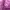 Nike Casual Hoody Wanita purple photo 4