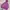 Nike Casual Hoody Wanita purple photo 1