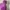 Nike Casual Hoody Wanita purple photo 3