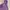 Casual Hoody Pria purple photo 2