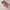 Adidas Casual Sneakers Wanita pink photo 2