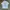 Indie T-shirt Pria white photo 1