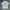 Indie T-shirt Pria White