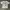Indie T-shirt Pria White Gray