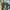 Giordano Coquette Casual Polo shirt Pria multicolor green photo 2