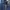 Dickies Casual Jeans Pria blue photo 6