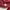 Champion Y2K Sportswear Puffer jacket Pria red black photo 8