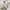 Tommy Hilfiger Luxury Casual Harrington jacket Pria cream photo 6