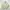 Tommy Hilfiger Luxury Casual Harrington Jacket Pria Cream