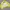Mizuno Vintage Windbreaker Pria yellow photo 7