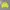 Mizuno Vintage Windbreaker Pria yellow photo 2