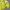 Mizuno Vintage Windbreaker Pria yellow photo 6