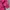 Vintage Sportswear Windbreaker Pria navy pink photo 6