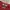 Giordano Streetwear Casual Sweater Pria red photo 5