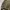 Adidas Casual Track jacket Pria brown photo 5