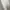National Geographic Sportswear Casual T-shirt Pria white photo 6