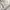 National Geographic Sportswear Casual T-shirt Pria white photo 8