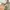 Nike Y2K Luxury Windbreaker Pria tan khaki photo 4