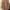 Luxury Trench Coat Wanita Brown