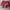 Minimalist Casual Blouse Wanita burgundy red photo 5