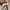 New Balance Streetwear Sneakers Pria cream photo 4
