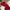 GAP Gorpcore Windbreaker Pria red photo 5