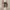 Adidas Casual Sneakers Pria brown photo 3