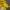Puma Sportswear Casual Jersey Pria yellow photo 5