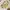A Bathing Ape Luxury T-shirt Pria white yellow photo 2