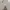 Jiniso Casual Skirt Wanita khaki photo 5