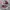 Converse Emo Casual Sneakers Wanita White Red