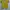 Le Coq Sportif Casual T-shirt Pria yellow photo 1
