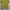 Le Coq Sportif Casual T-shirt Pria Yellow