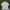ZARA Casual T-shirt Pria white photo 1