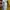 Montbell Casual T-shirt Pria yellow photo 3