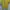 Montbell Casual T-shirt Pria yellow photo 4