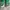 Skater Sneakers Pria green photo 4