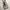 Dickies Streetwear Casual Casual pants Pria cream photo 1