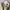 Dickies Streetwear Casual Casual pants Pria cream photo 6