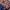 Polo Ralph Lauren Vintage Harrington jacket Pria navy photo 4
