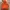Uniqlo Gorpcore Puffer jacket Pria orange photo 6